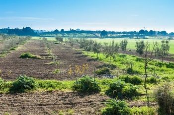 Granja